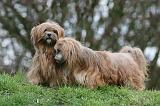 LHASSA APSO 224